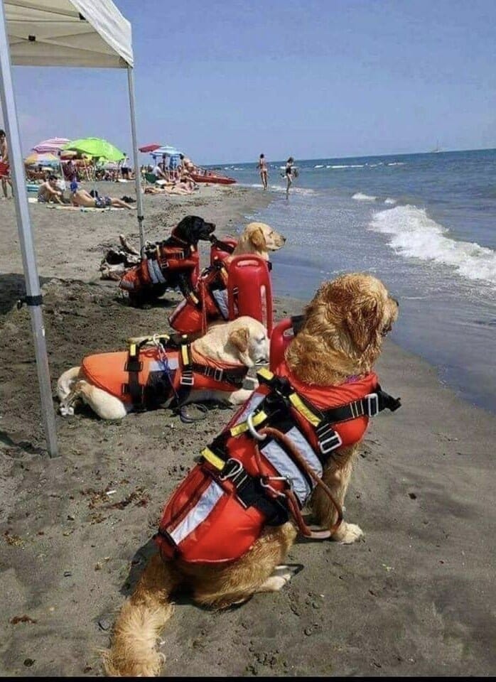 Dogs help the lifeguards
