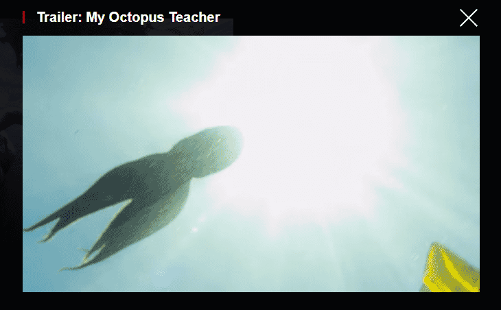 Octopus Teacher screen grab