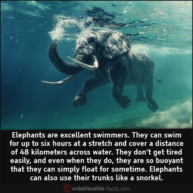 Elephants are excellent swimmers