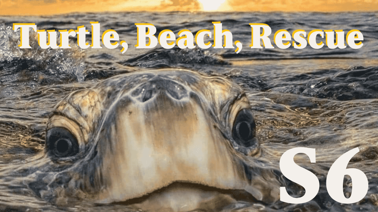Turtle, Beach, Rescue splash cover