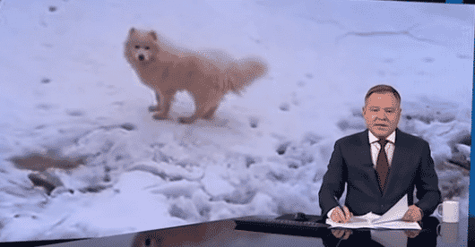 Dog rescued from ice by icebreaker