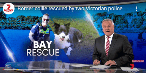 TV News reports on dog's attempt to swim across the lake