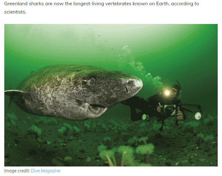 Greenland Shark