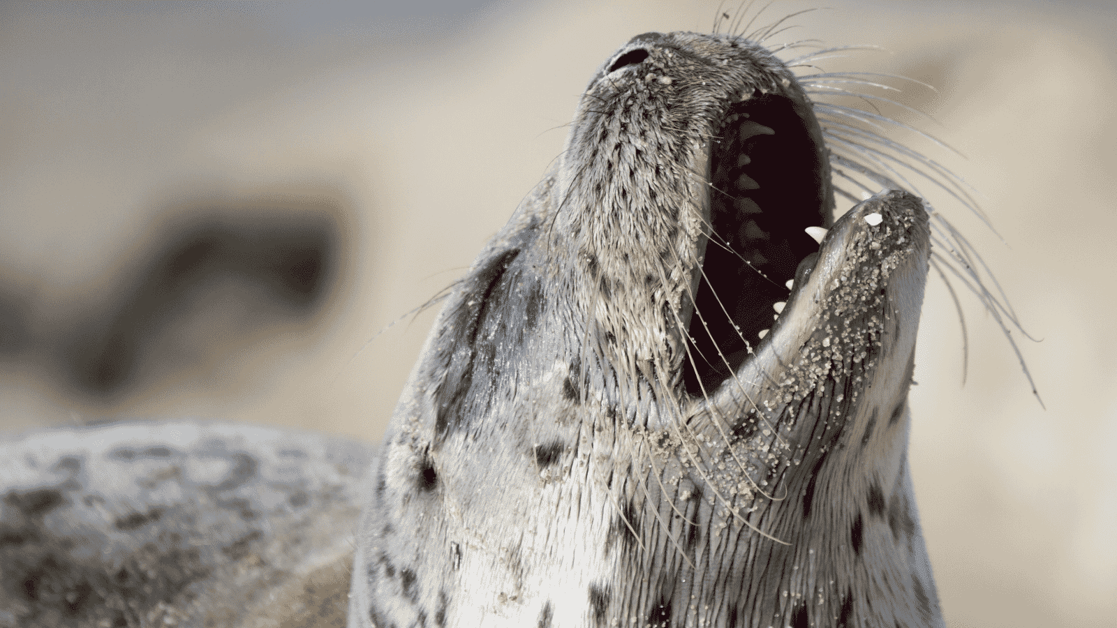 Harbor Seal face from TAL