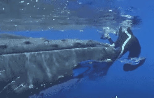 Whale and encounter with scientist