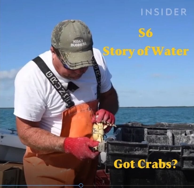 Crabs from ocean to diners
