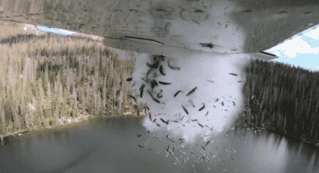 Raining Fish, in UTAH, splash