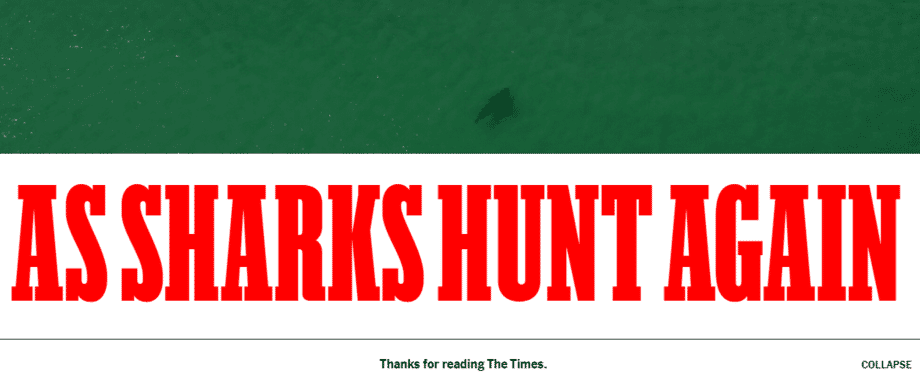 As sharks hunt again headline
