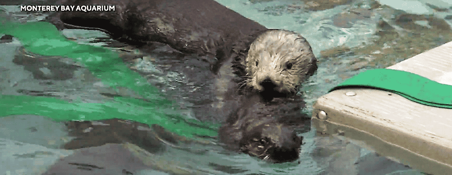 Sea Otters