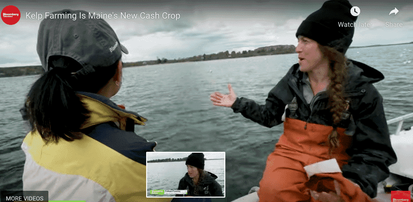 Kelp farming screen grab