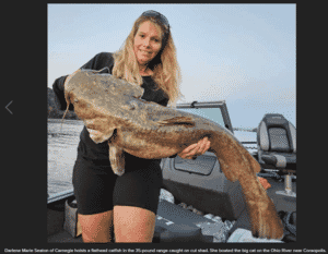 Big catfish caught in the Ohio Rive and shown off while on the river boat.